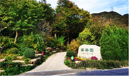 北京树葬价格趋势